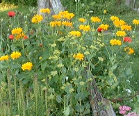 tall grass and yellow and red wildflowers grow through a wooden fence rail