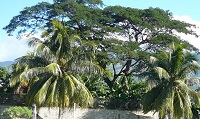 palm trees overhang a pale brick wall